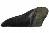 Fossil Megalodon Tooth Paper Weight #130863-1